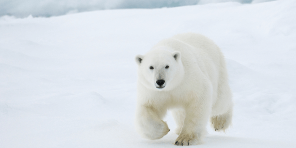 Polars Secures $4M in Seed Funding