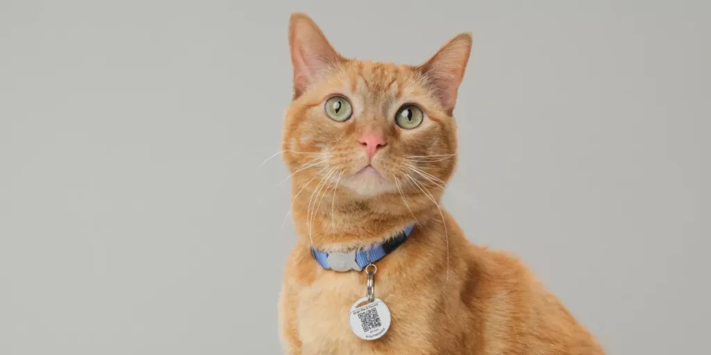 Ring's Pet Tag Reunites Lost Pets with Owners