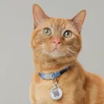 Ring’s Pet Tag Reunites Lost Pets with Owners