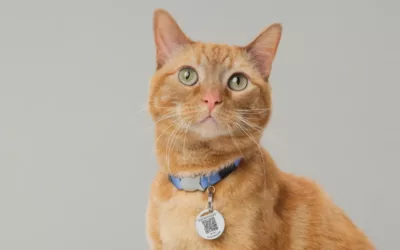 Ring’s Pet Tag Reunites Lost Pets with Owners